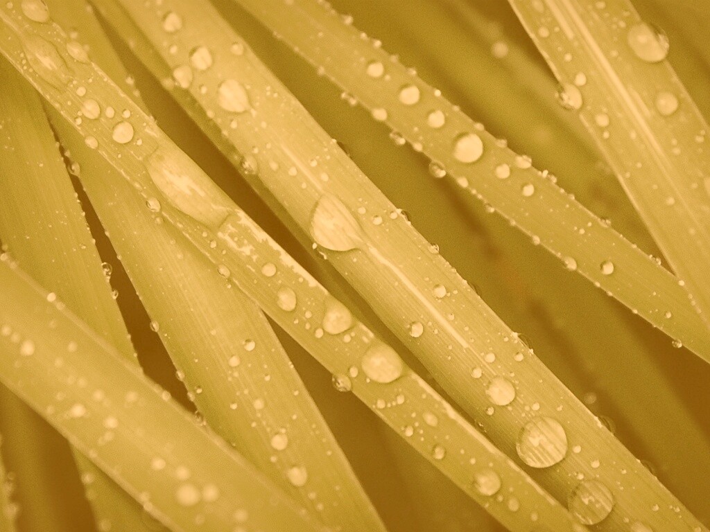 Капли на траве обои