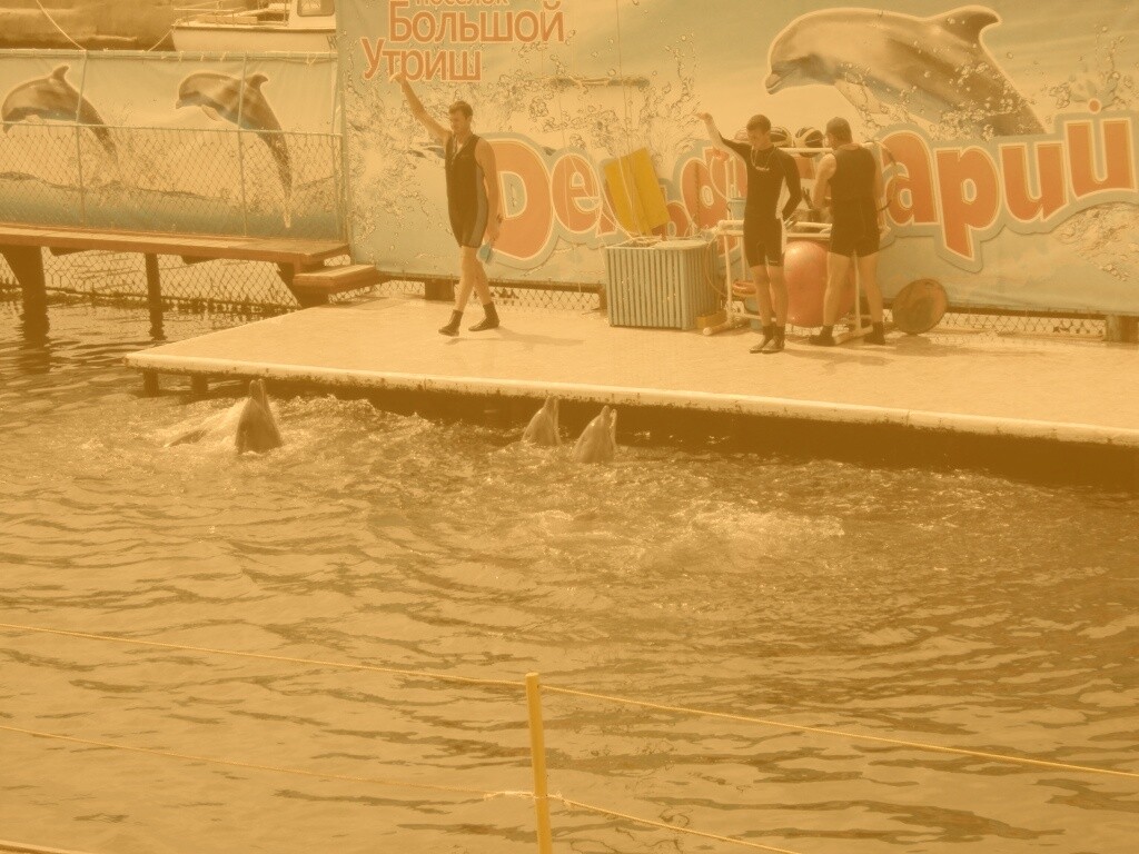 Утро в дельфинарии обои