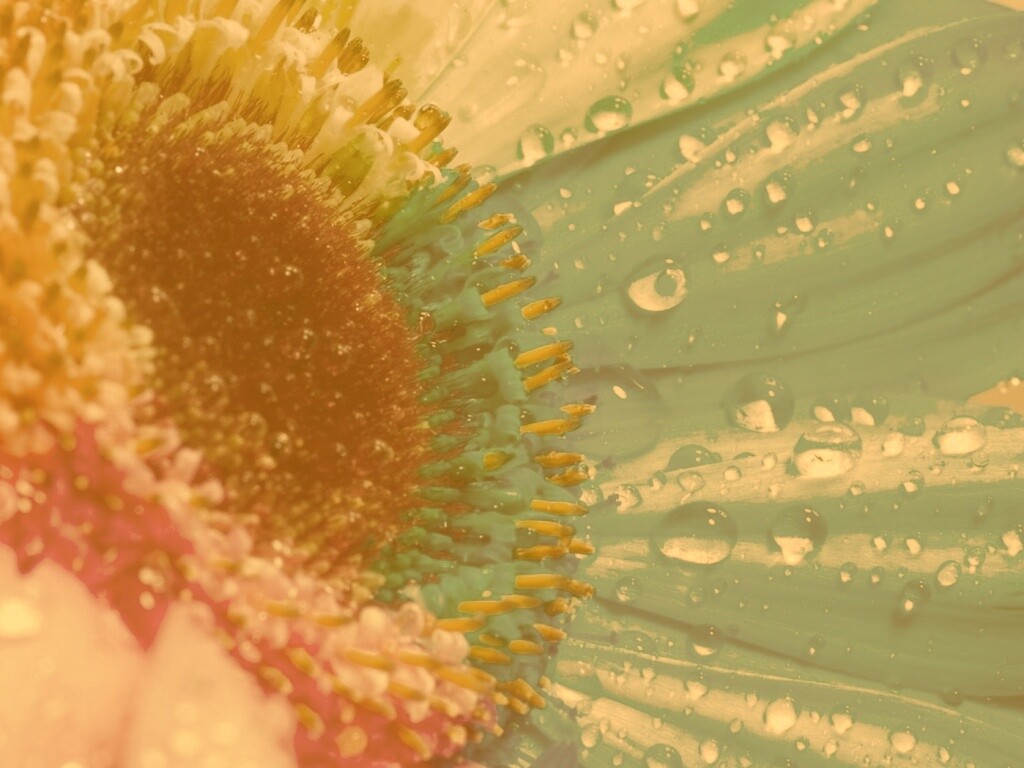 Цветик семицветик обои