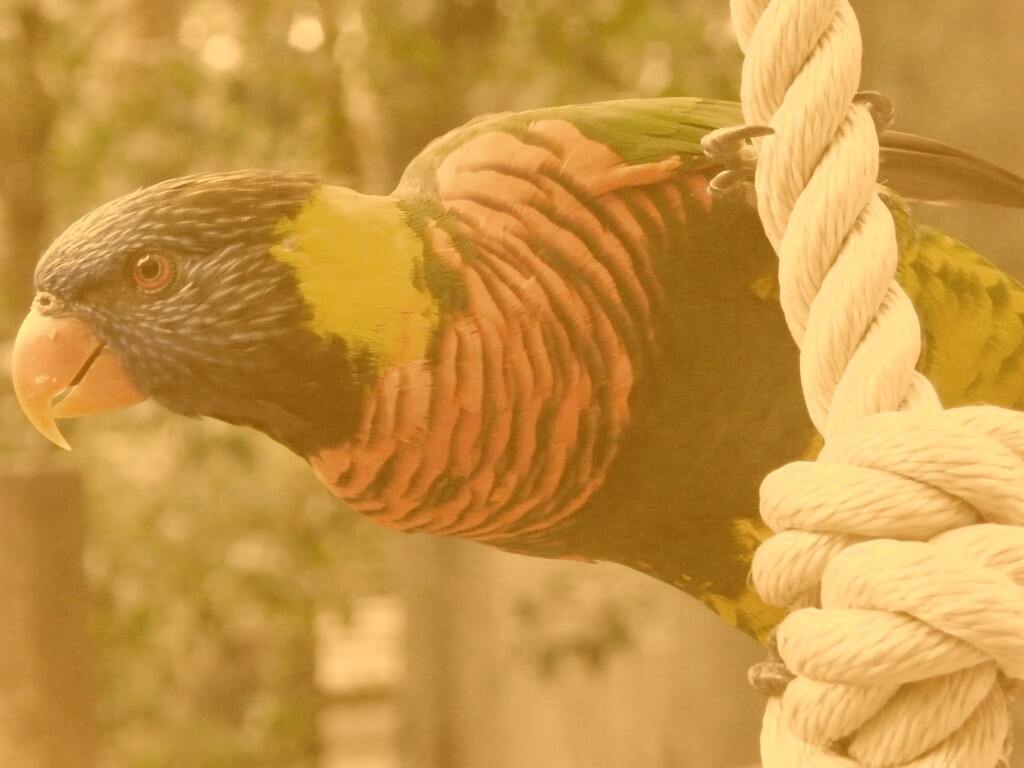 Попугай на канате обои