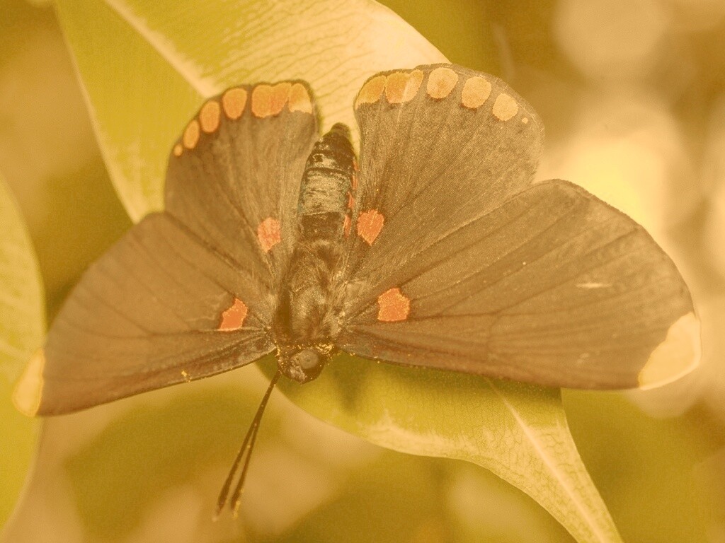 Бабочка на листе обои