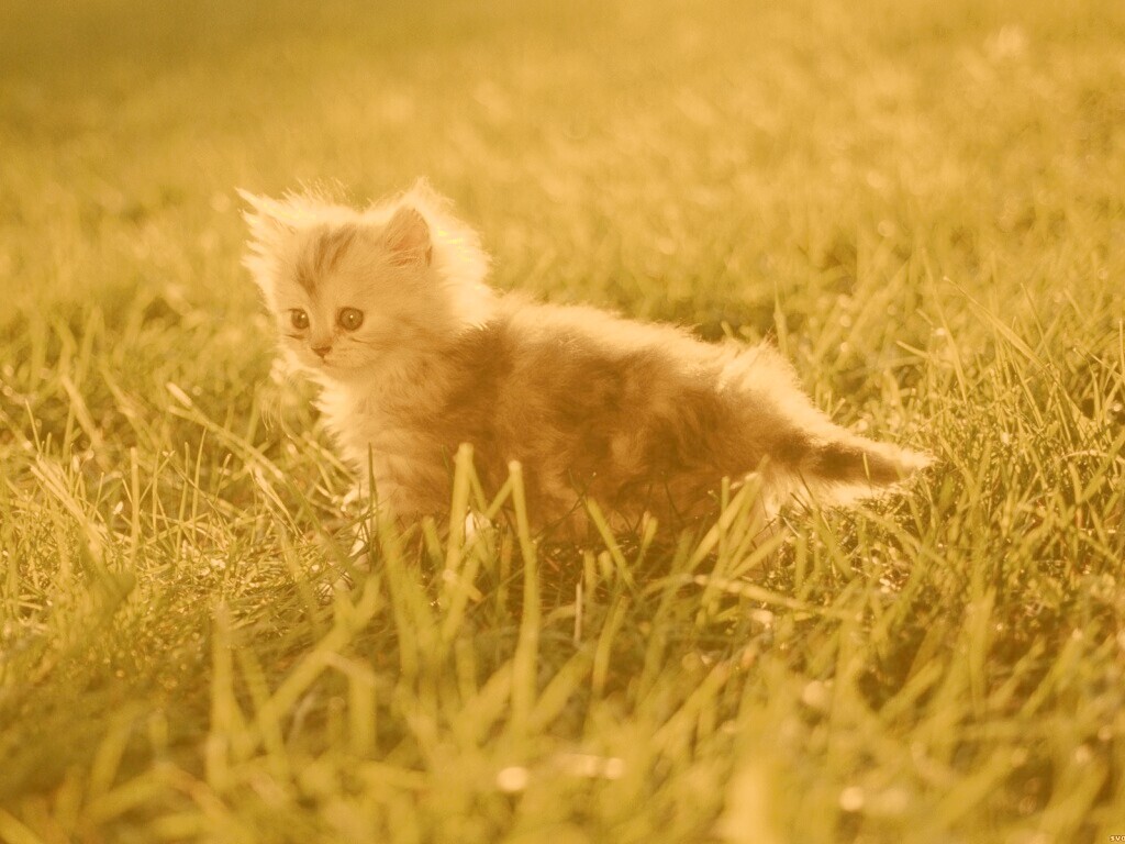 Котёнок в траве обои