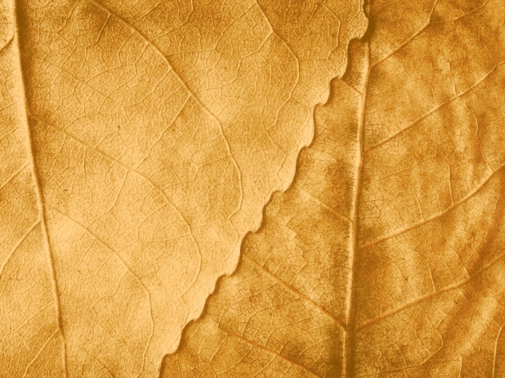 Текстура желтых увядших листьев обои