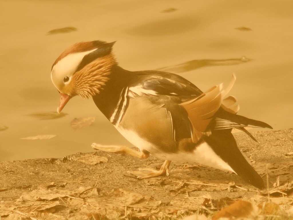 Уточка - мандаринка обои