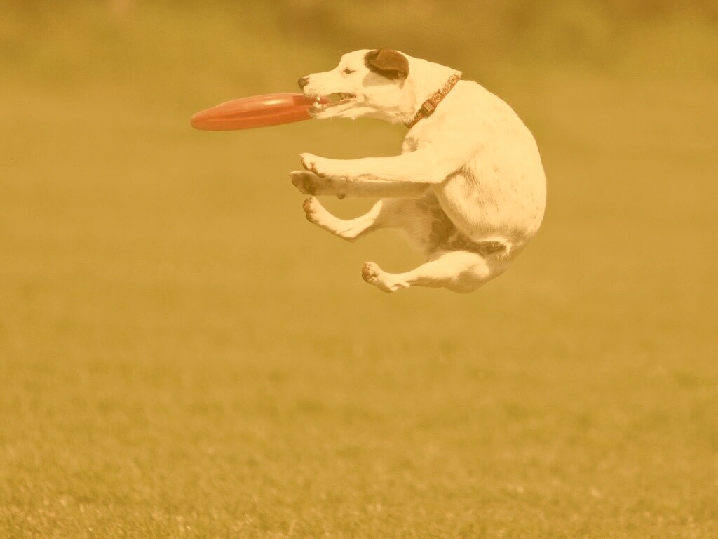 Ловкач обои