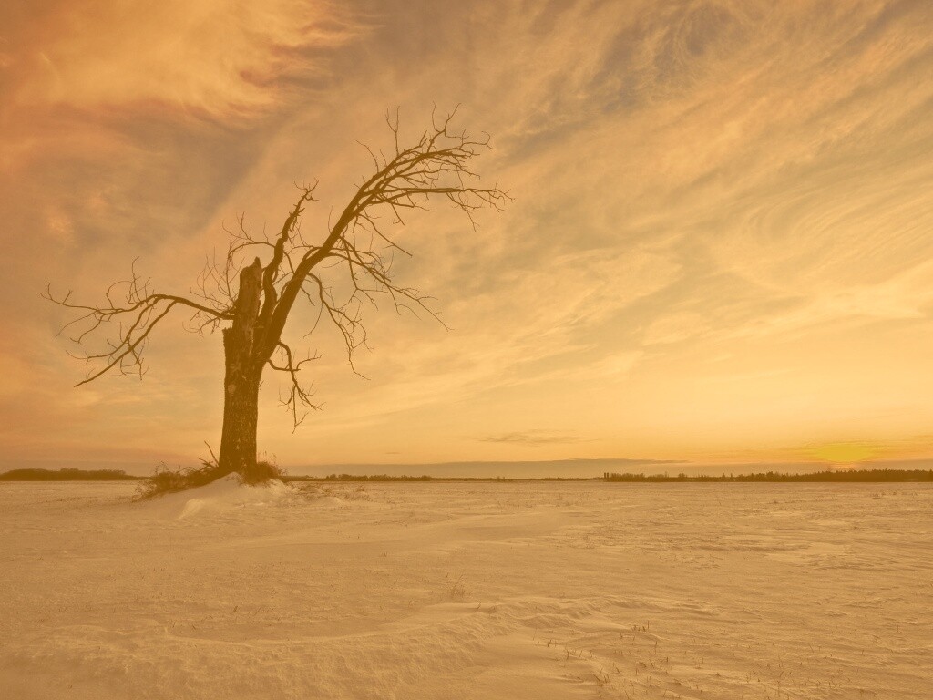 Сломанное дерево в снежной тундре обои