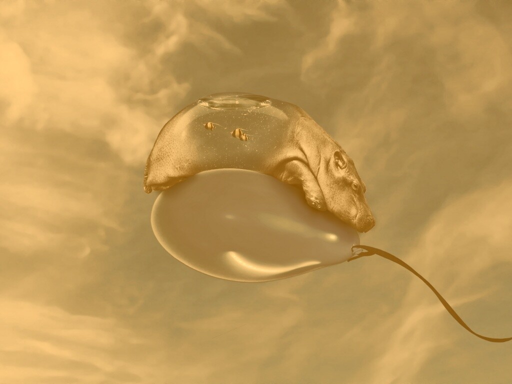 Водяной гиппопотам на шарике обои