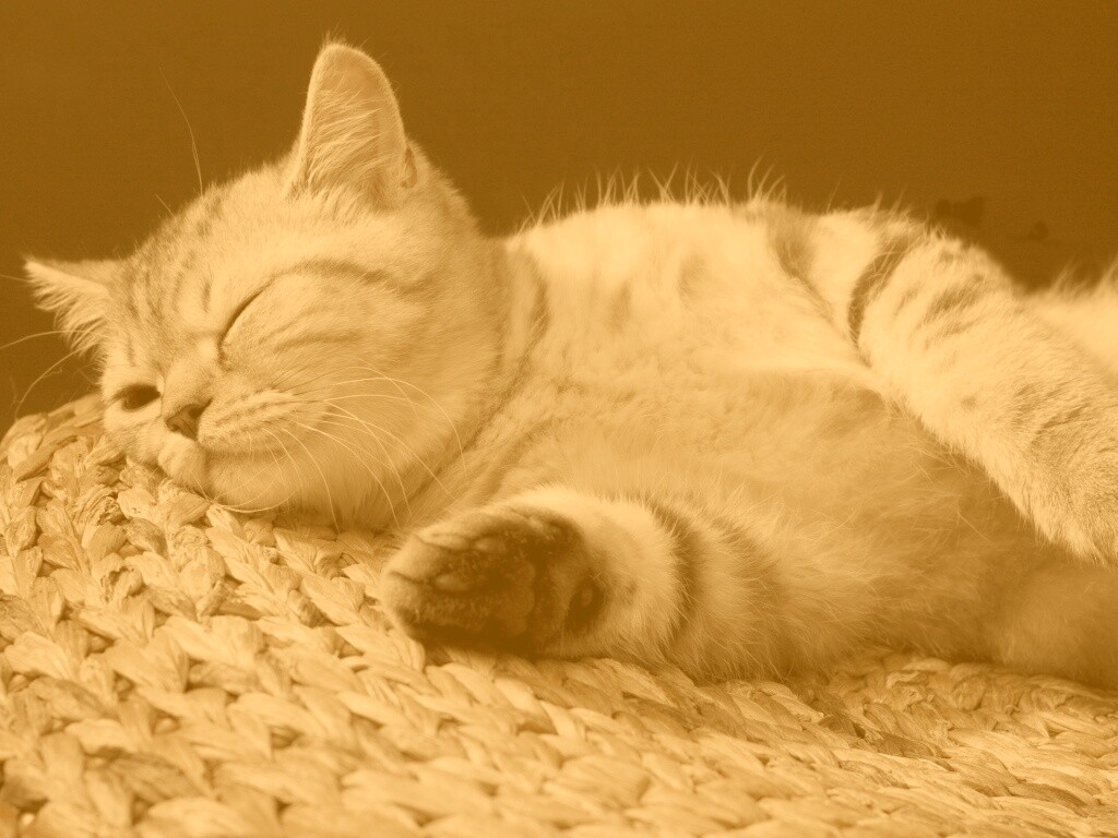 Пушистый кот спит на корзине обои