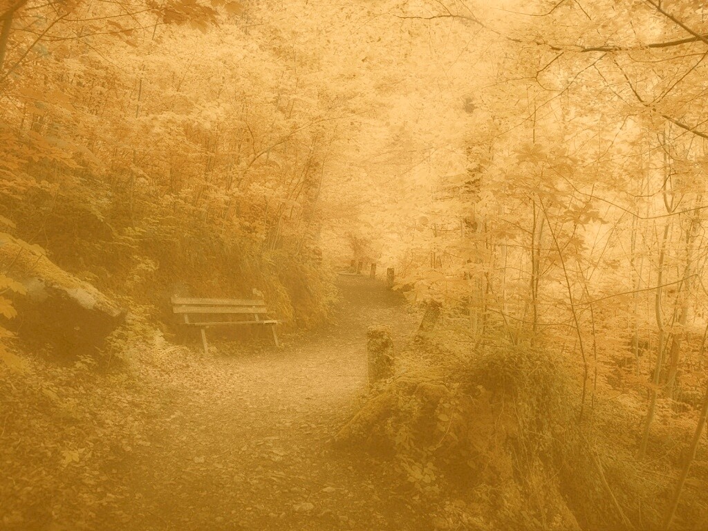 Скамейке в чаще парка обои