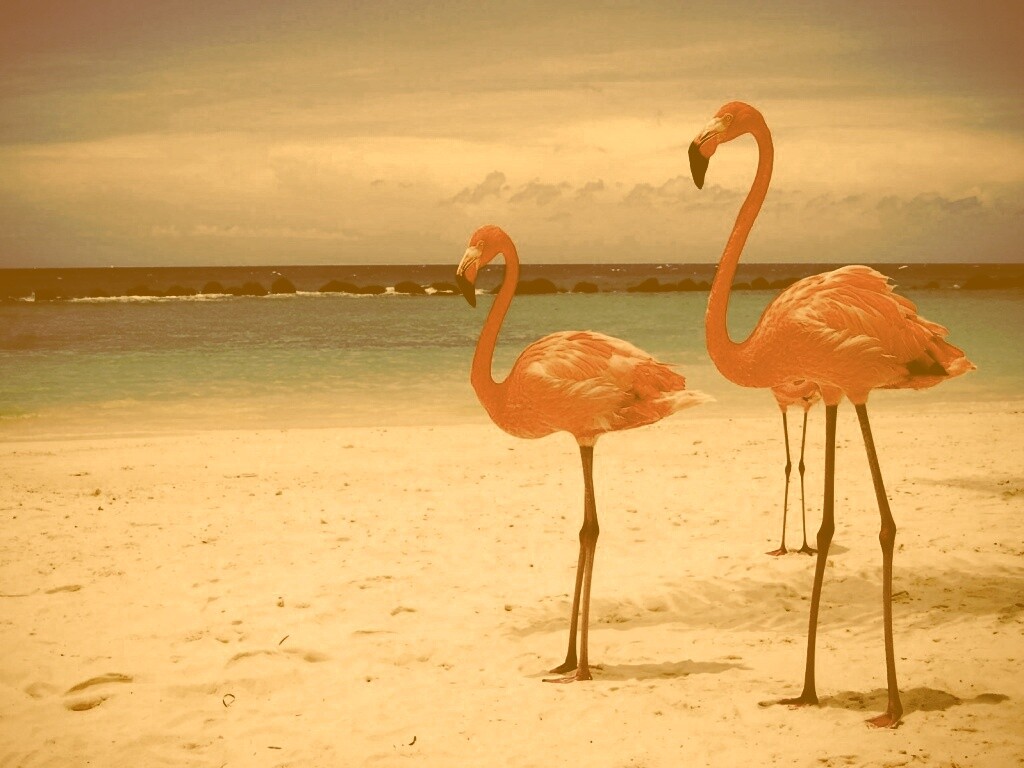 Розовые фламинго на пляже обои