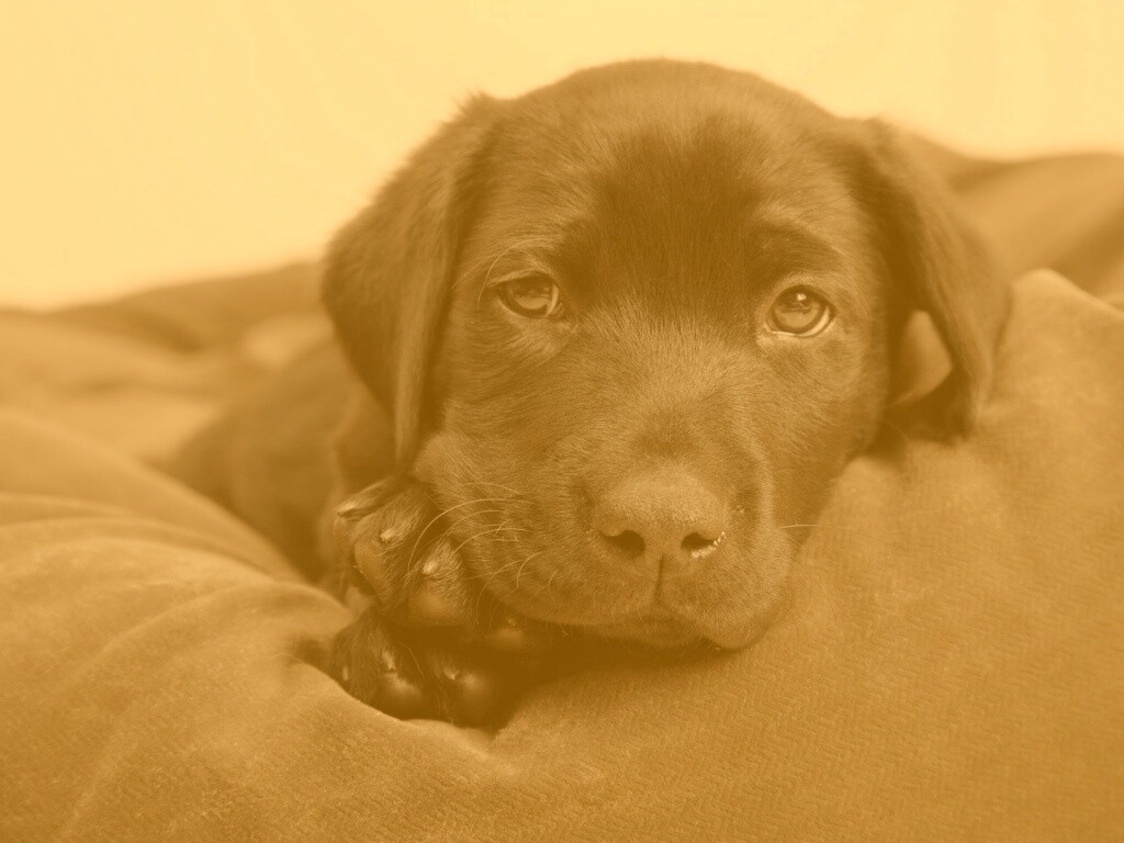 Сонный щенок немецкого поинтера обои