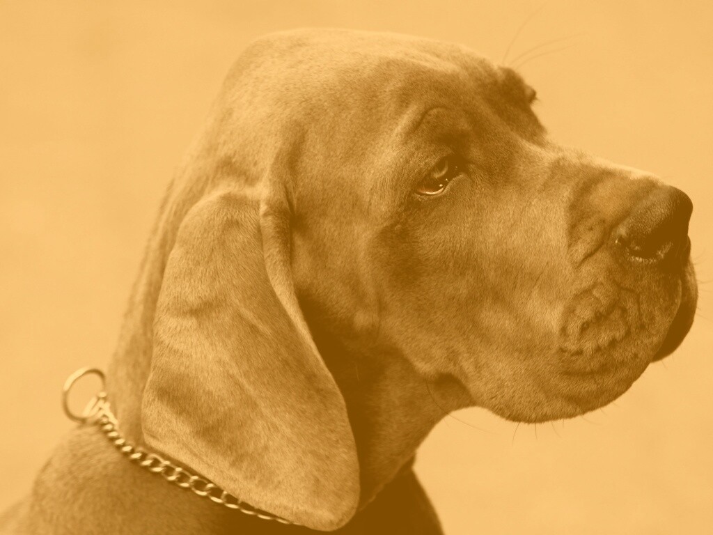 Грустная собака обои