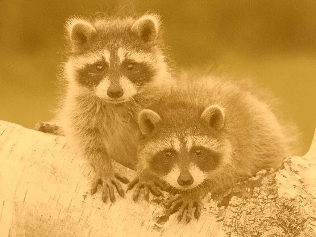 Полосатики обои