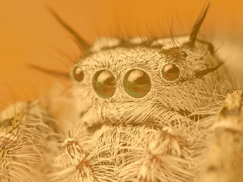 Паук в макро обои