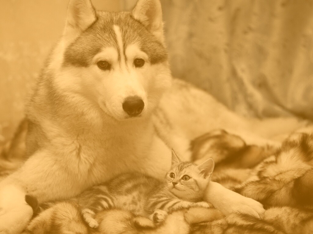 Собака и котенок обои