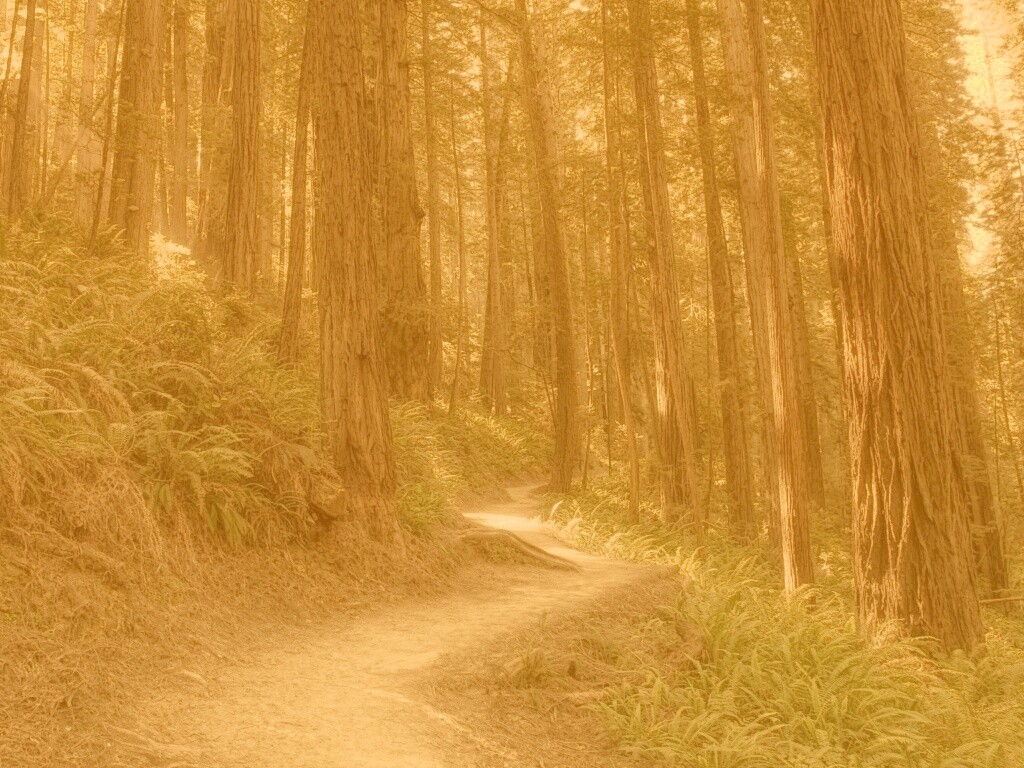 Лесной пейзаж обои