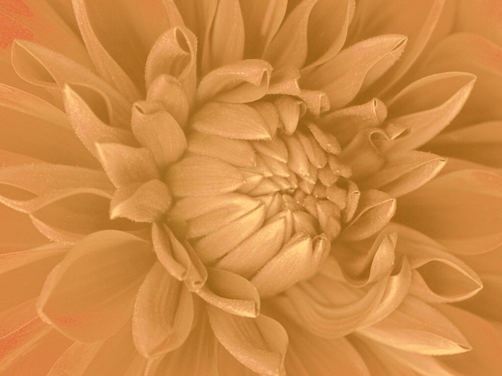 Цветок обои