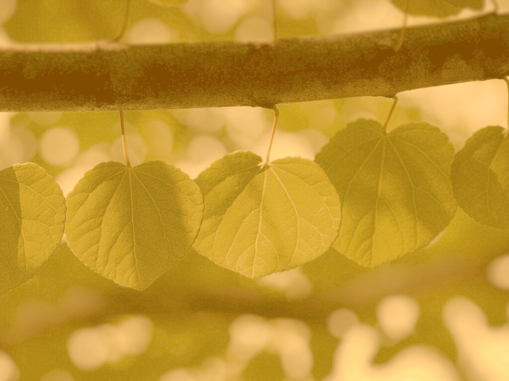 Ветка с зелеными листочками обои