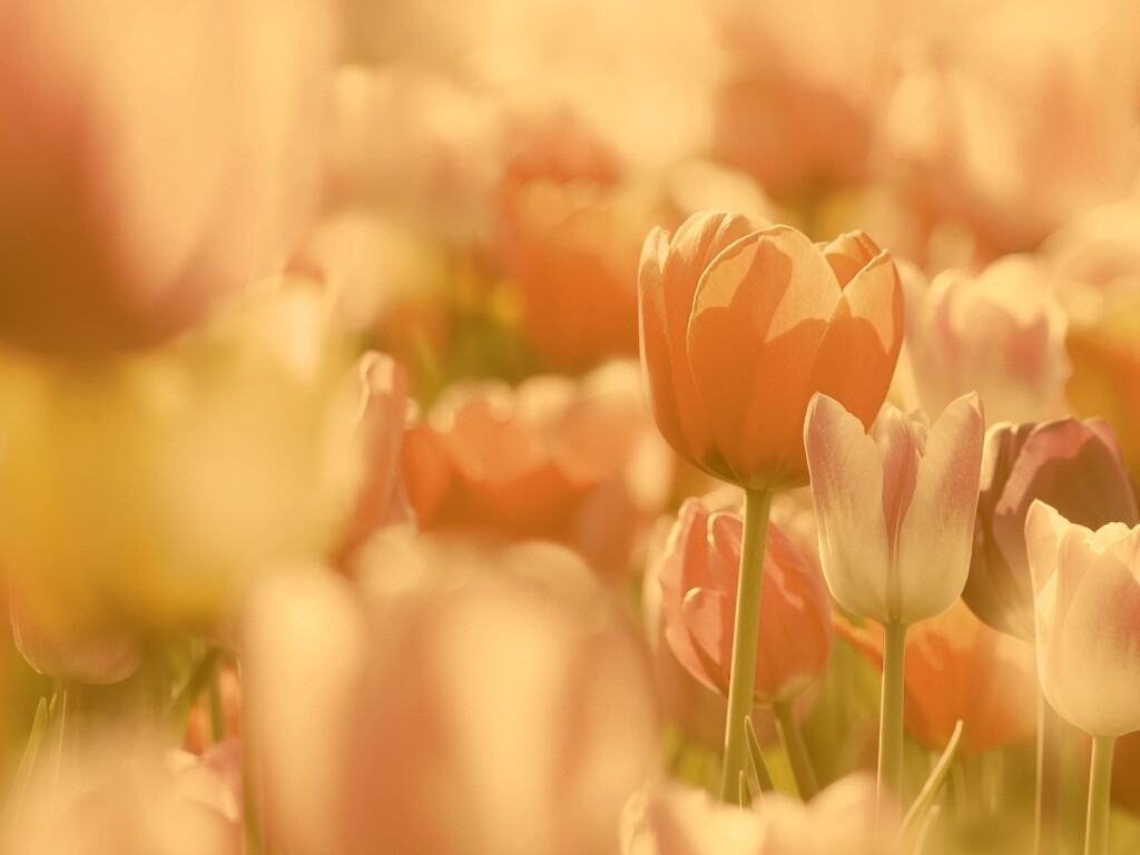 Красивые тюльпаны обои