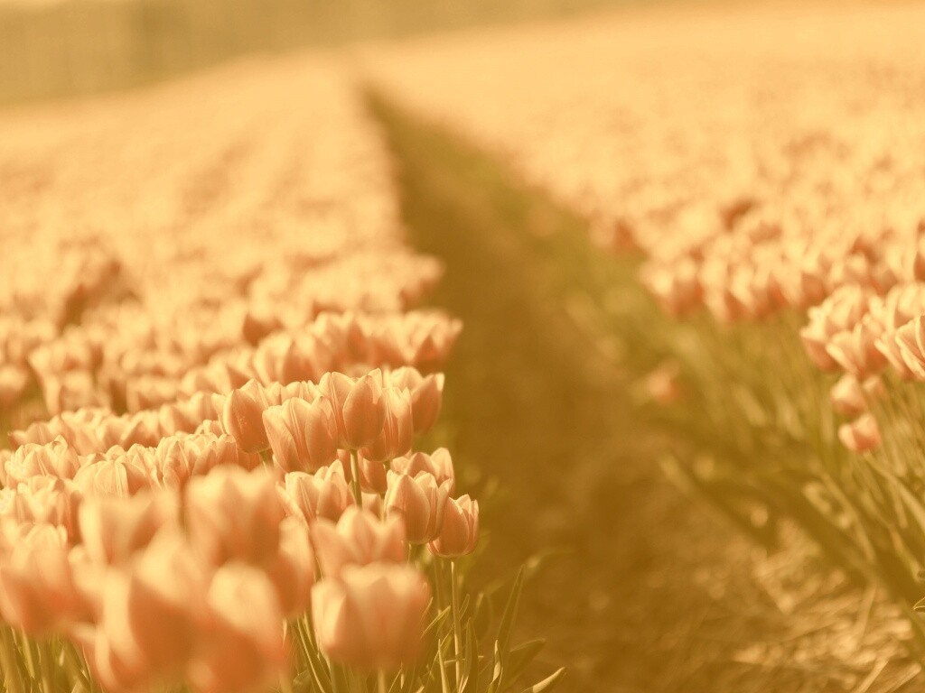 Тропинка в поле розовых тюльпанов обои