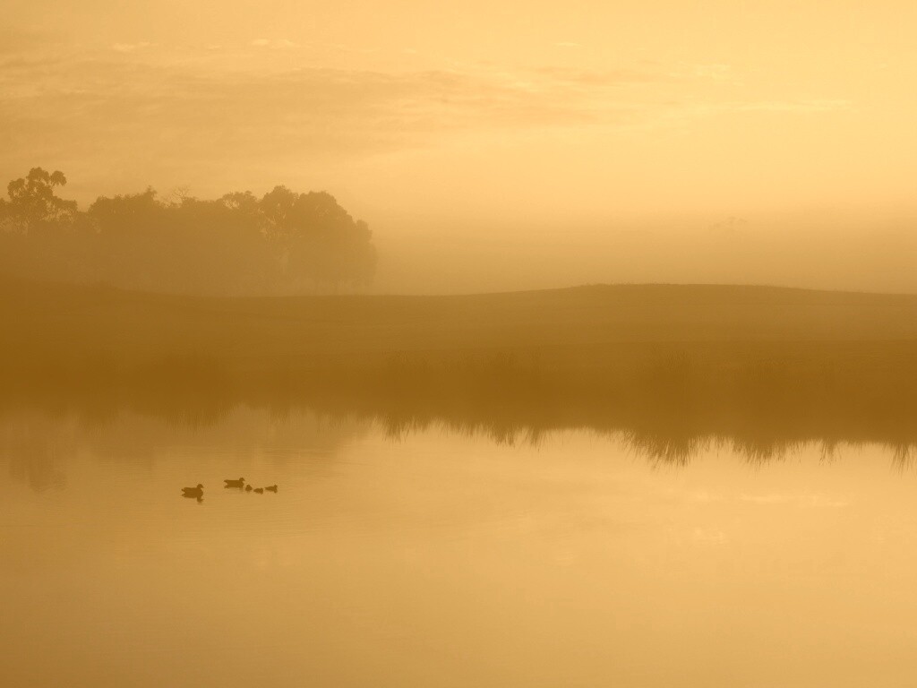 Ducks on a Misty Pond обои