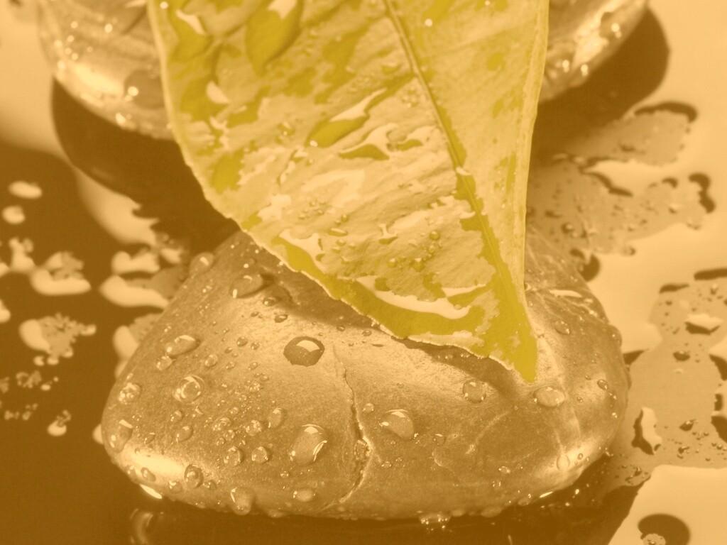 Зеленый лист на черных камнях обои