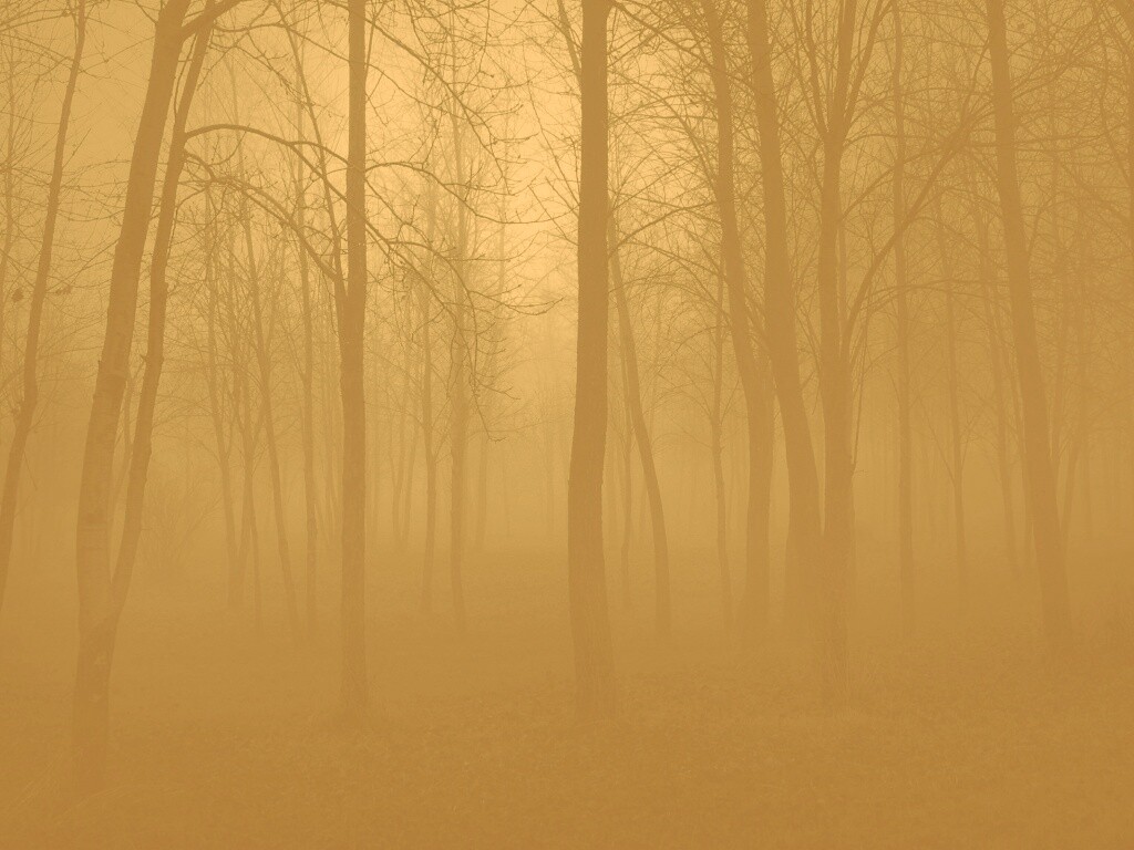 Страшный туманный лес обои