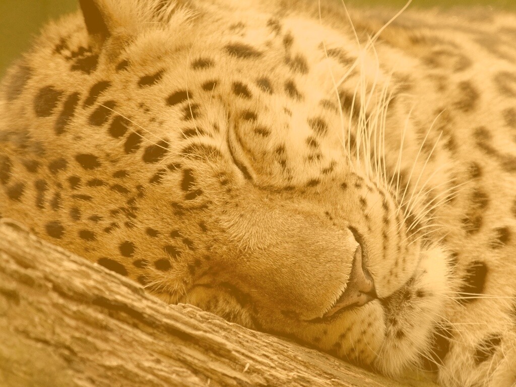 Спящий хищник обои