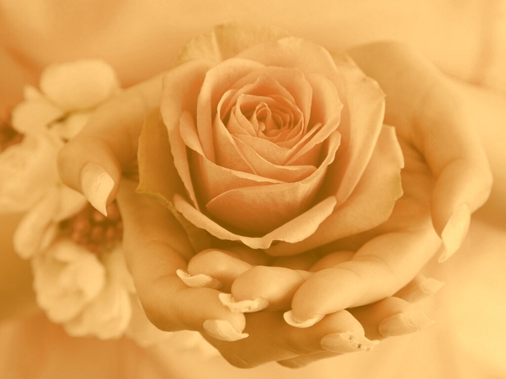 Роза в женских руках обои