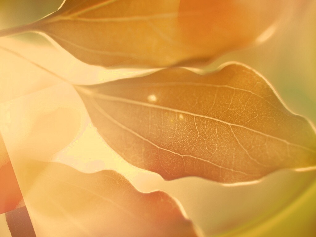 Радужные листья обои