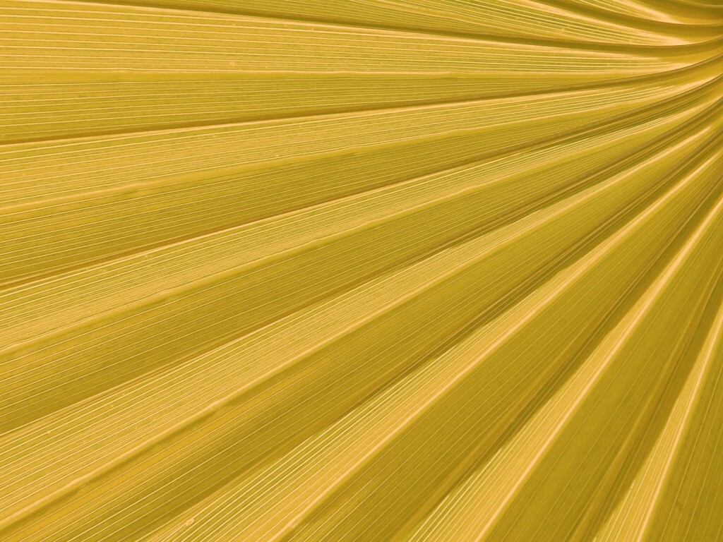 Зеленый пальмовый лист обои