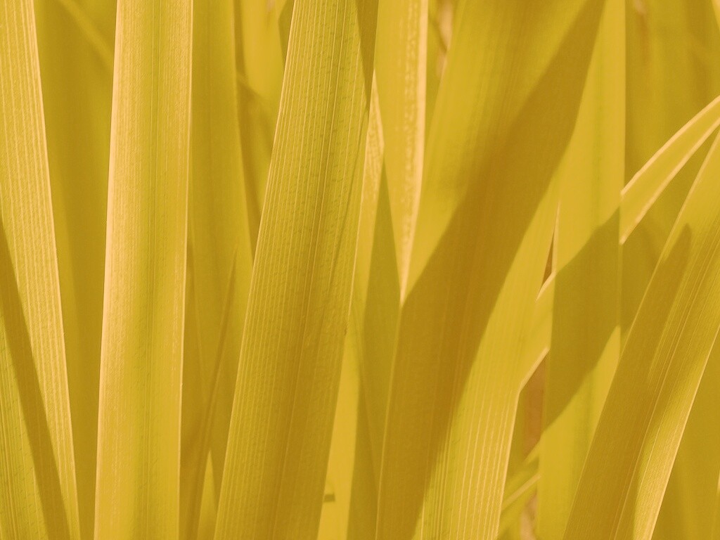 Стебли травы обои