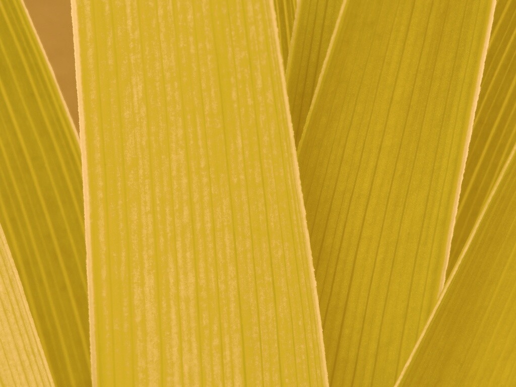 Стебли обои