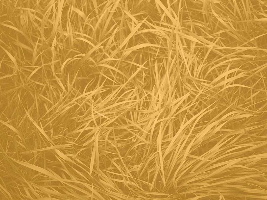 Блеклая трава обои
