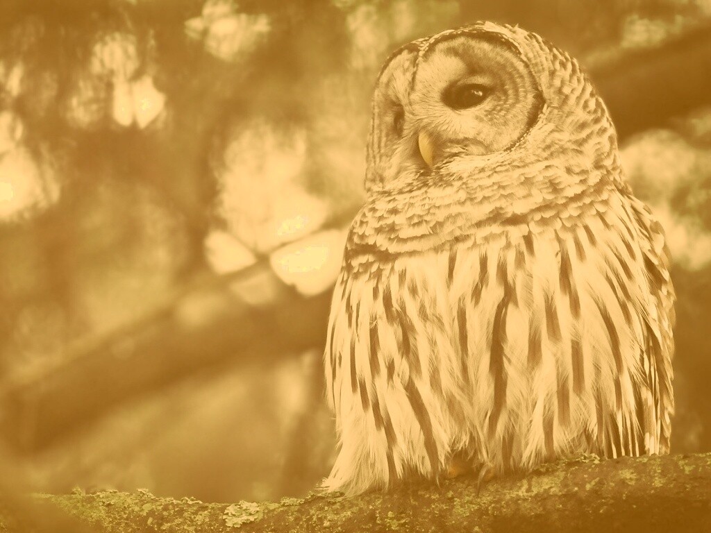 Сова на ветке обои