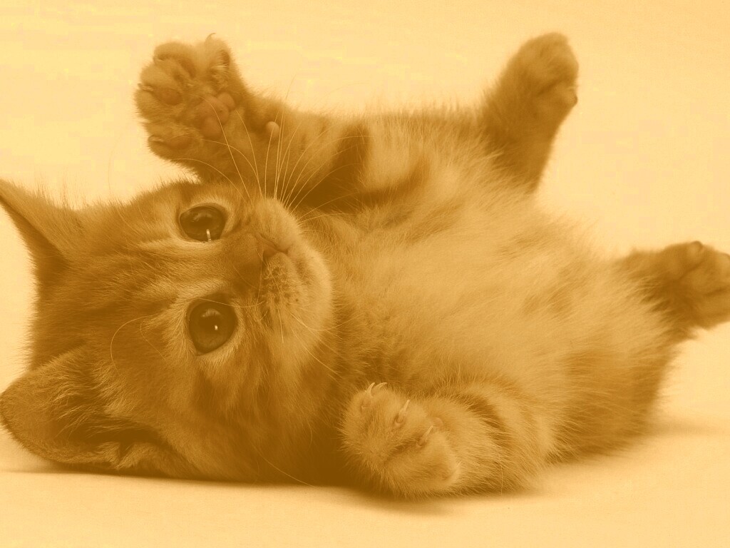 Котёнок обои