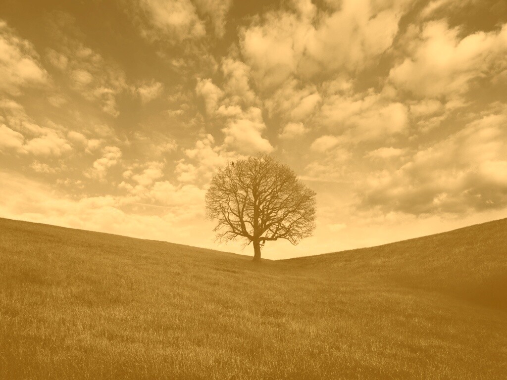 Холм одинокого дуба обои
