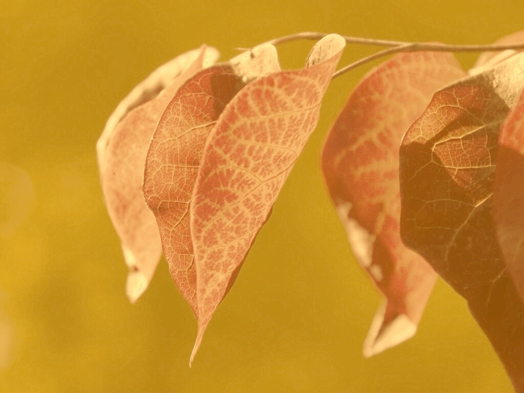 Ветка красных листьев обои