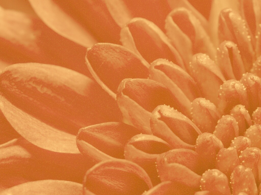 Лепестки хризантемы обои