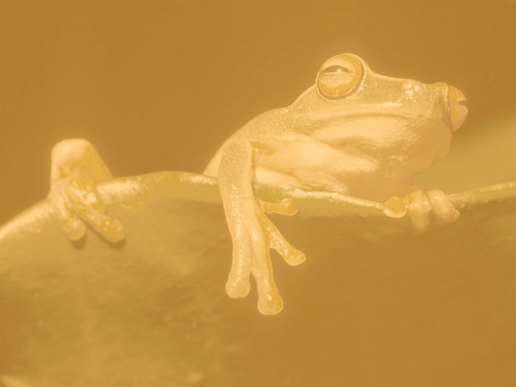 Лягушка на отдыхе обои