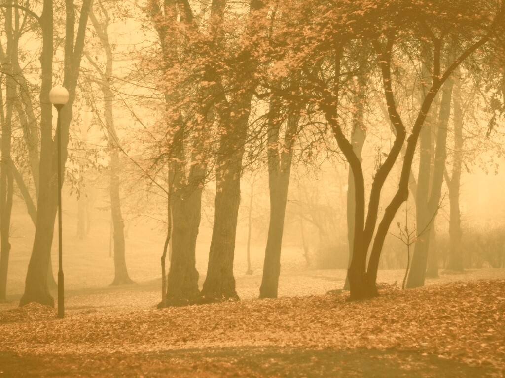 Парк красных листьев обои