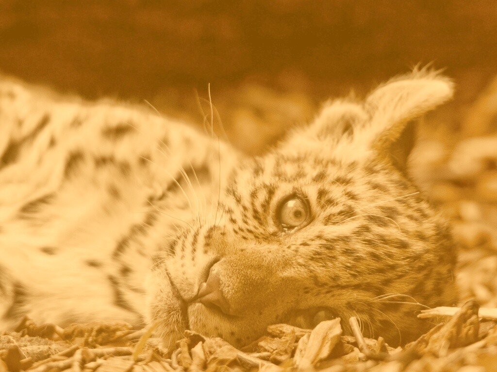 Гепард котенок обои