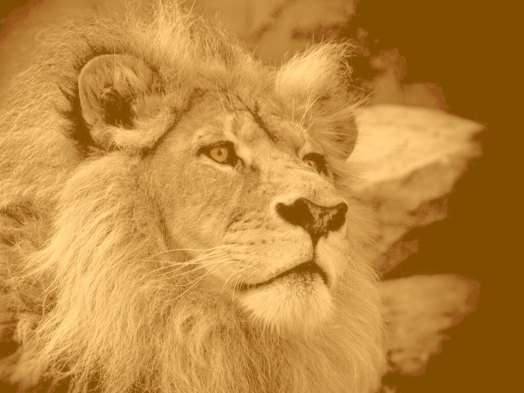 Гордый черно-белый лев обои