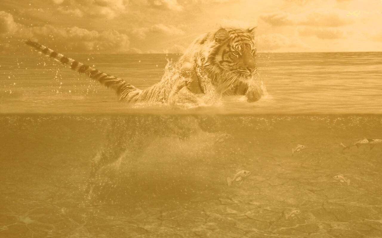 Тигр купается обои