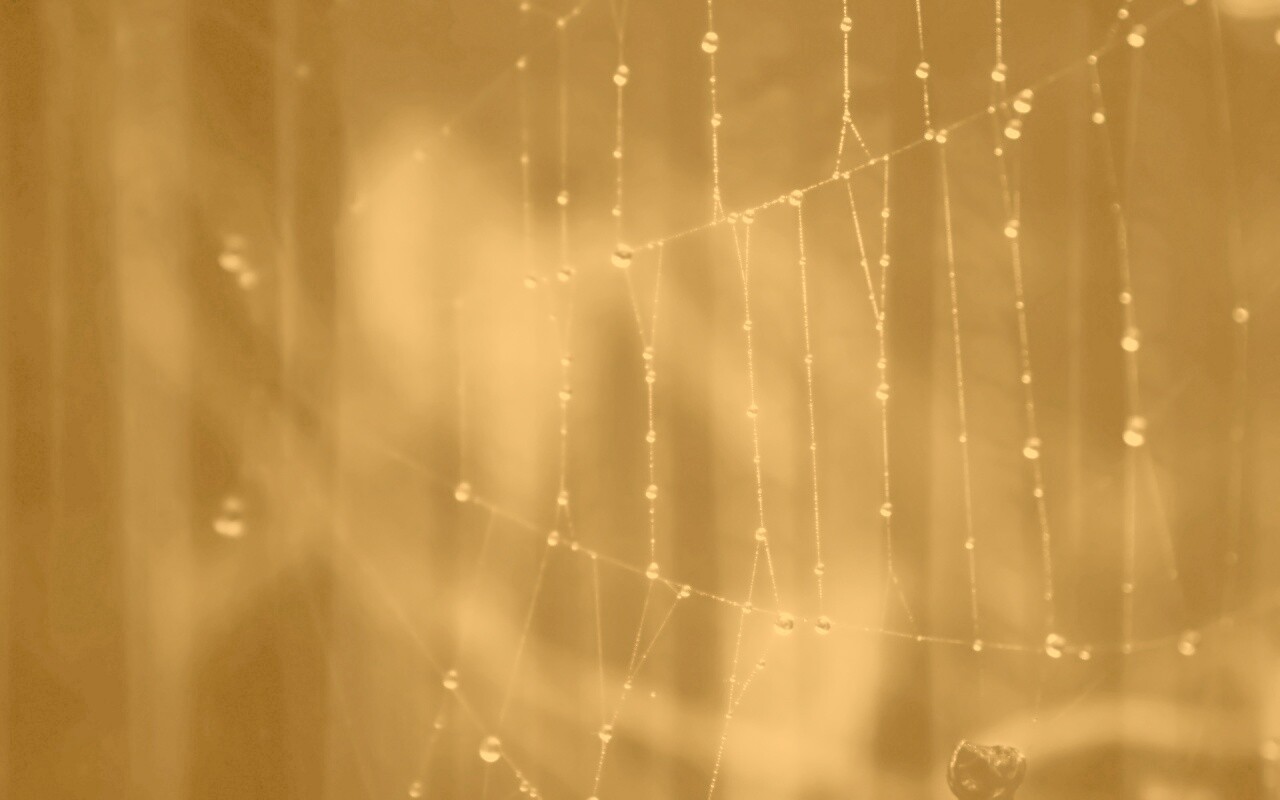 Роса на паутине обои
