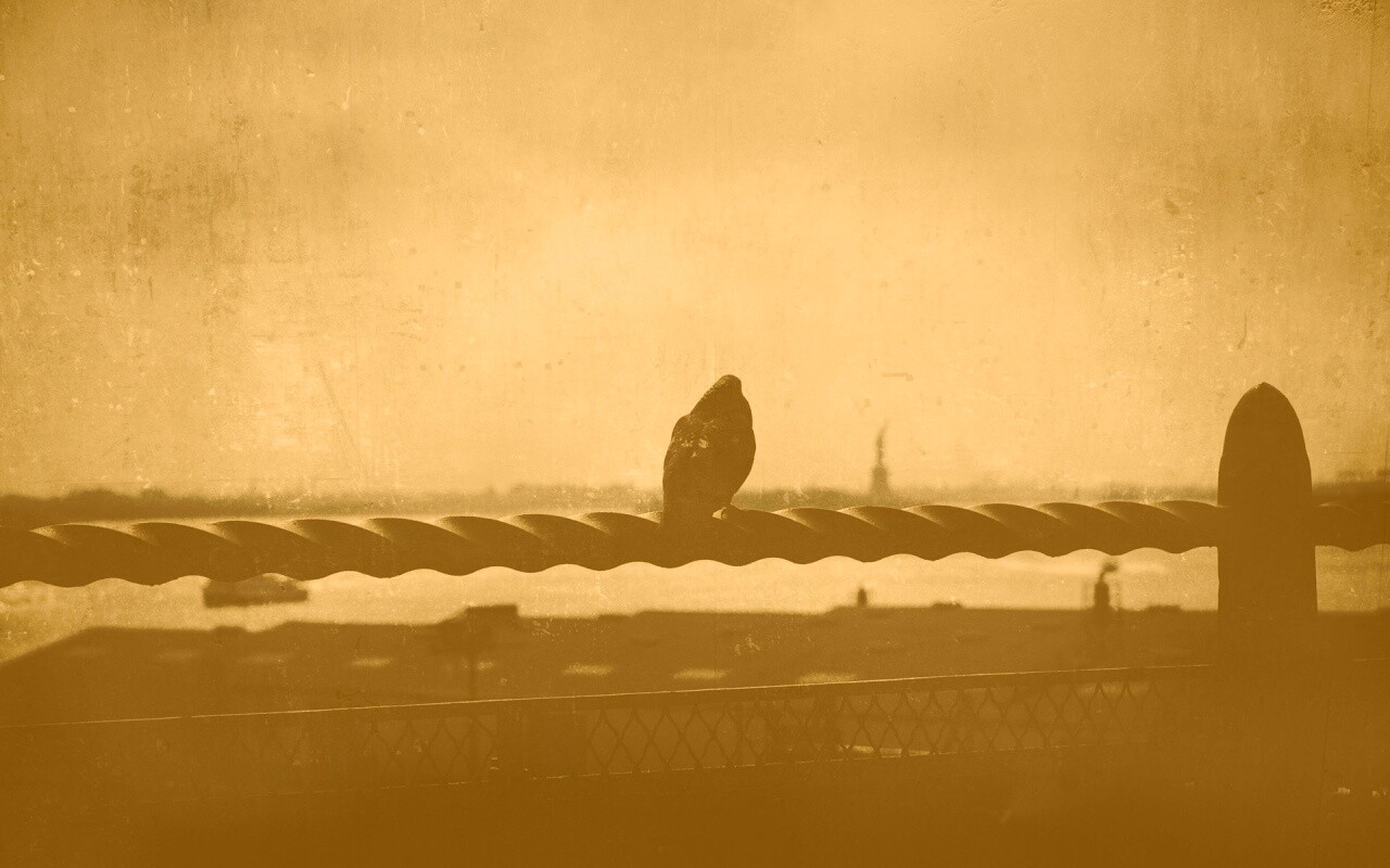 Голубь в Нью-Йоркских доках обои