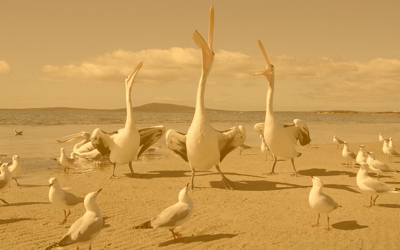Пеликаны и чайки обои