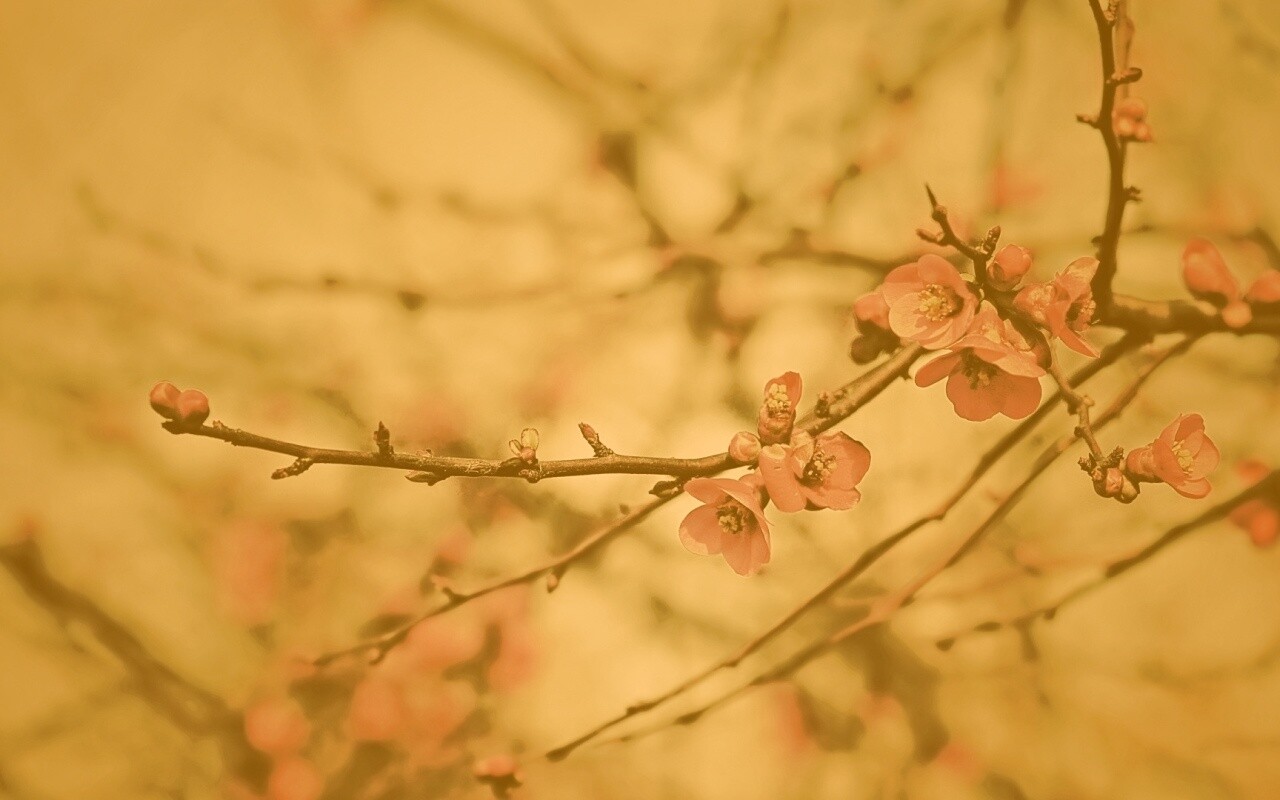 Весеннее цветение обои