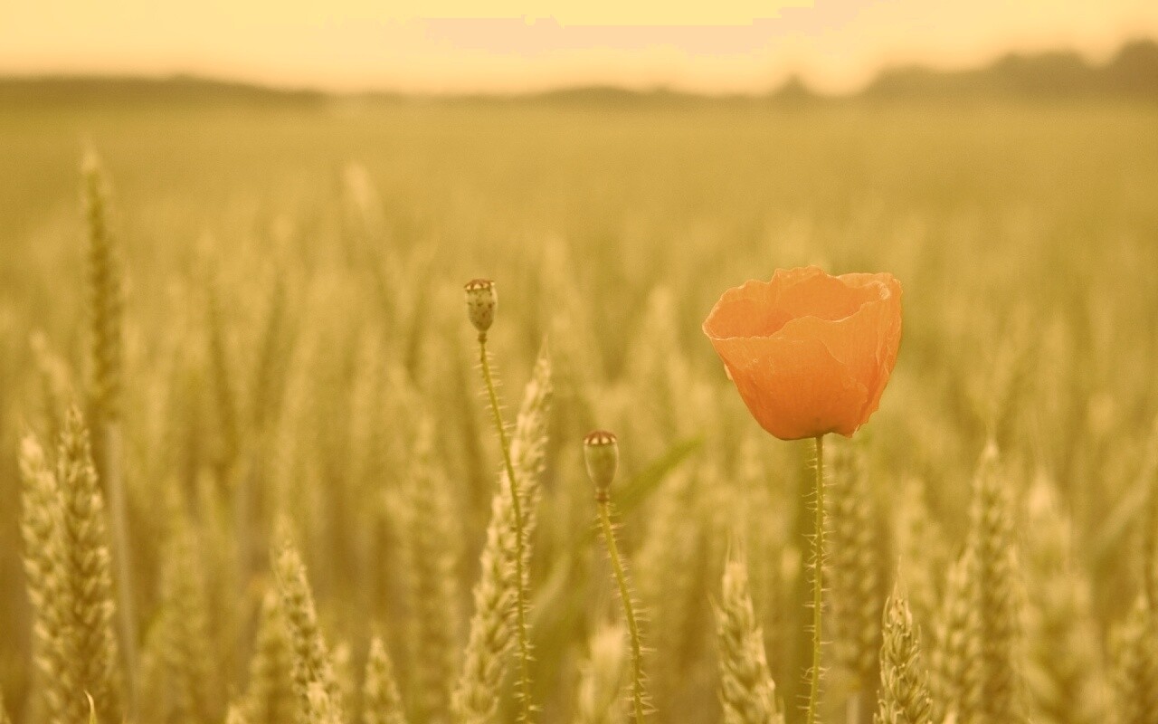 Первый распустившийся мак обои
