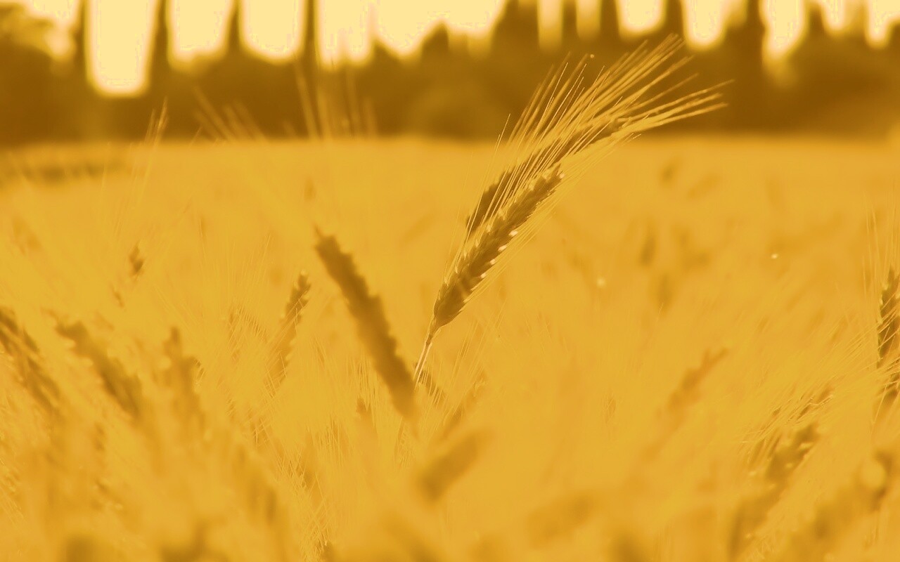 Пшеничное поле обои